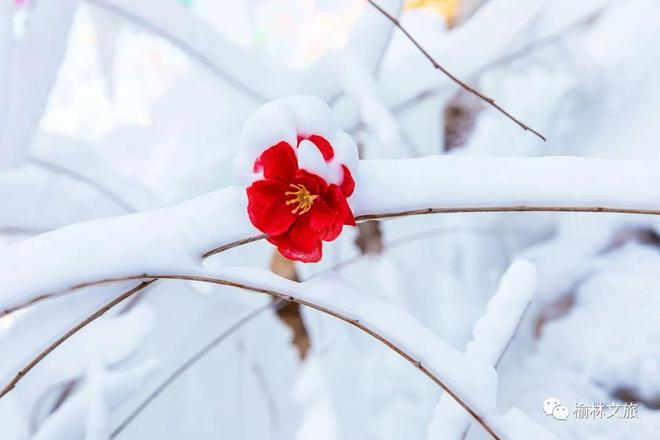 人文榆林丨总要去趟郑家川吧，相约一场冰雪奇缘的浪漫(图2)