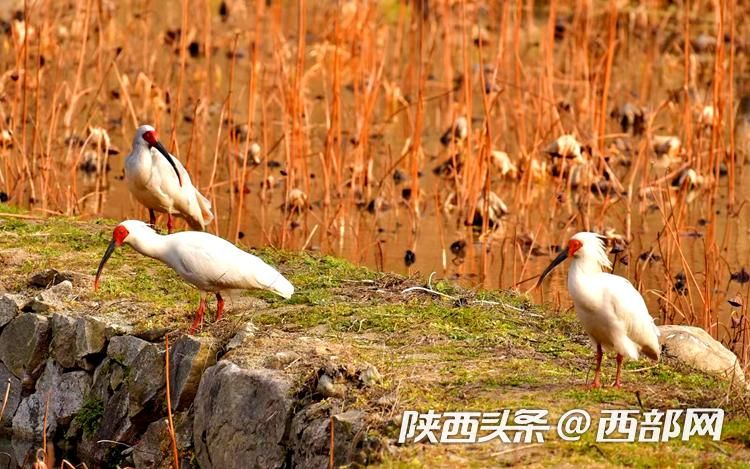 正在上传... 2fb55fd92490db54f2d4a697cd48e95c.jpeg