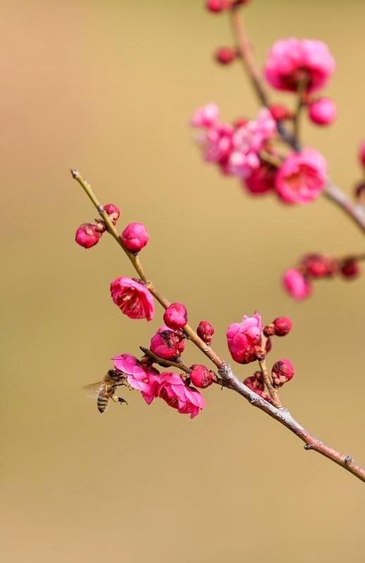 秦岭脚下，数千株梅花在暖阳里绽放，将秦岭脚下染出一片迷人的绯红(图11)