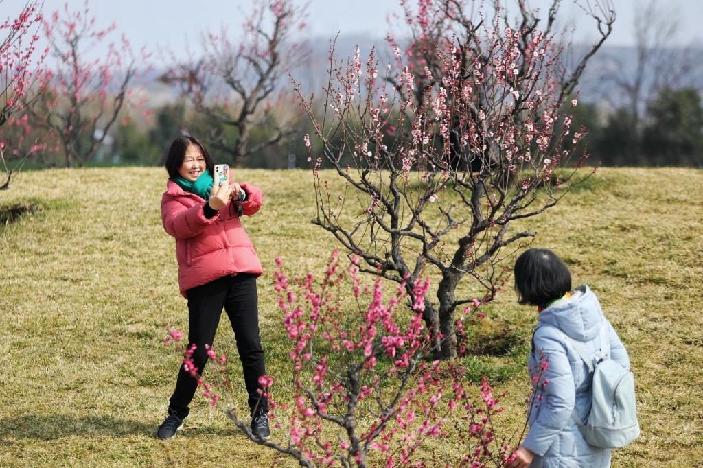 秦岭脚下，数千株梅花在暖阳里绽放，将秦岭脚下染出一片迷人的绯红(图14)