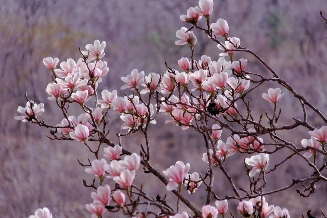 一起打卡春天！陕西黑河国家森林公园3月1日开园(图5)