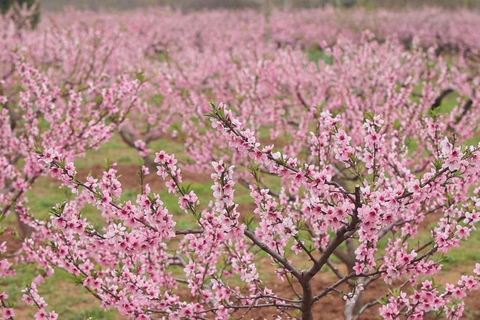 一起打卡春天！陕西黑河国家森林公园3月1日开园(图6)