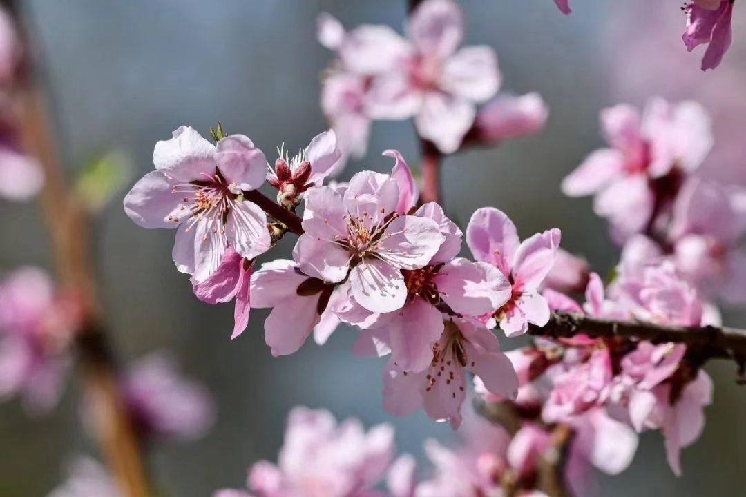 山桃花开了，穿着汉服赏美景，免票！(图9)