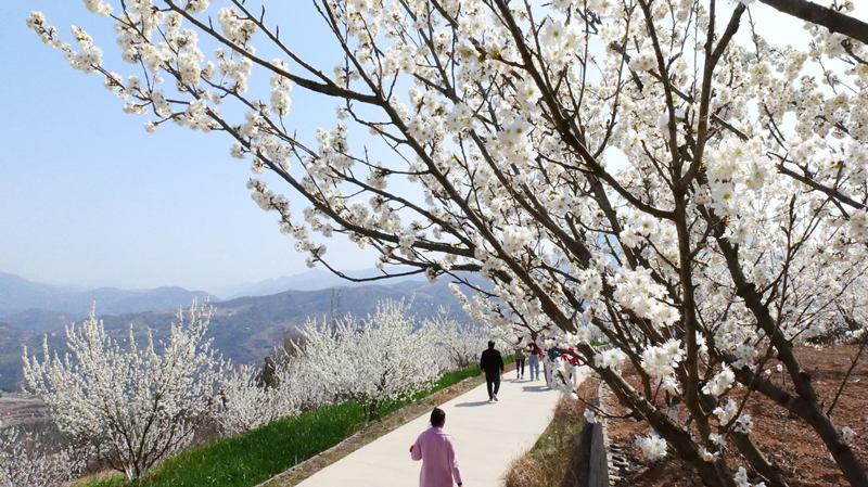 旬阳市樱桃旅游季丨满眼春色收不住 千亩樱花迎客来(图1)