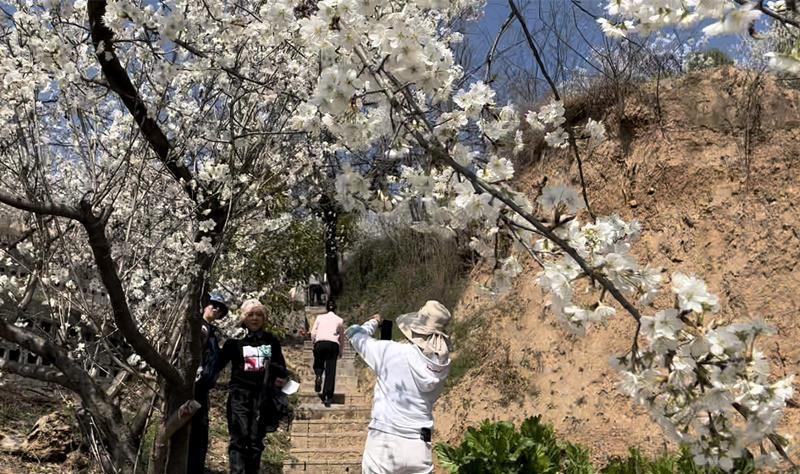 旬阳市樱桃旅游季丨满眼春色收不住 千亩樱花迎客来(图5)