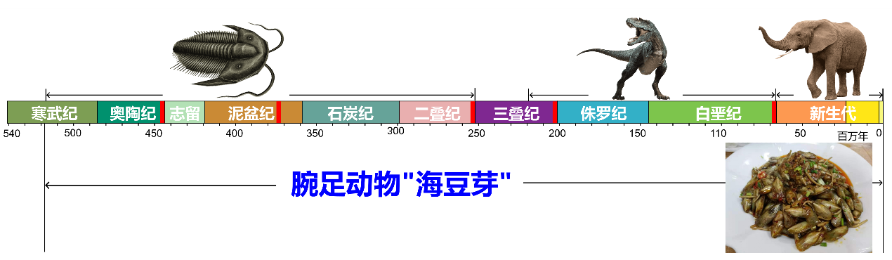 西大古生物团队解密“海豆芽”繁衍至今的奥秘(图1)