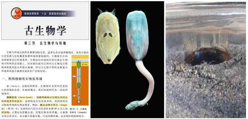 西大古生物团队解密“海豆芽”繁衍至今的奥秘(图2)