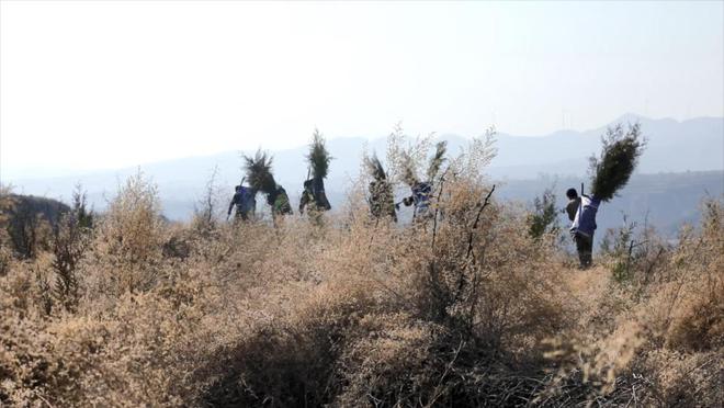 “不留一寸荒山”——陕西宜川“悬崖造林队”种树记(图4)
