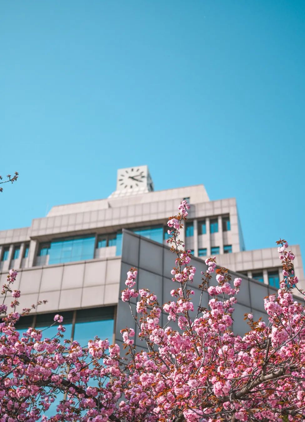 西安交通大学举办第二届春见樱花节，邀请师生一起开启文化交大之旅(图4)