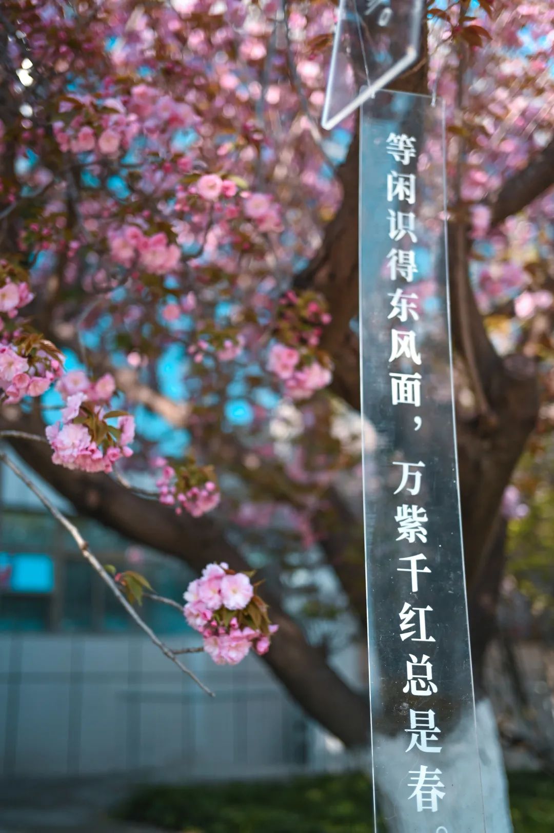 西安交通大学举办第二届春见樱花节，邀请师生一起开启文化交大之旅(图2)