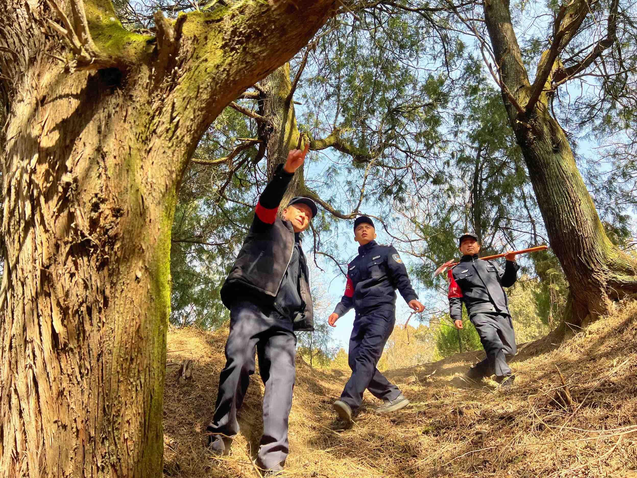 全国仅有的5株树龄5000年以上的古树都在陕西，其中3株在黄陵县(图6)