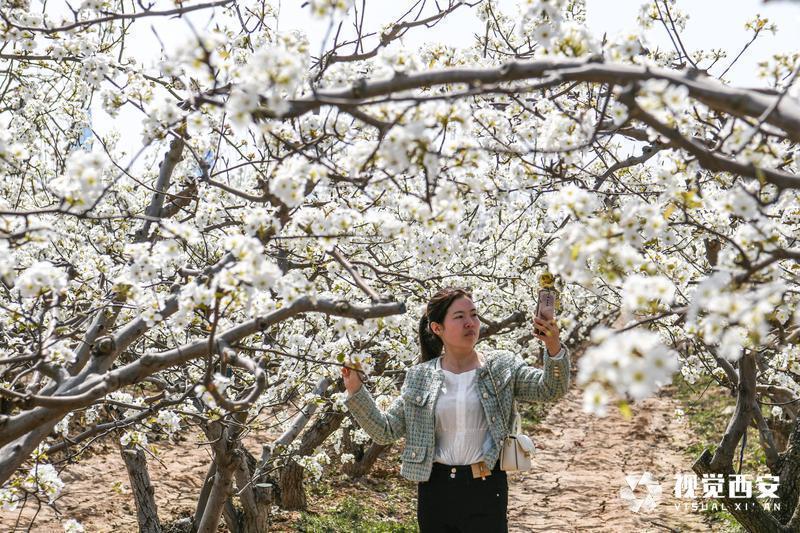 西安火车站“春风来·梨花开 首列西安-蒲城梨花节旅游专列”鸣笛发车(图3)