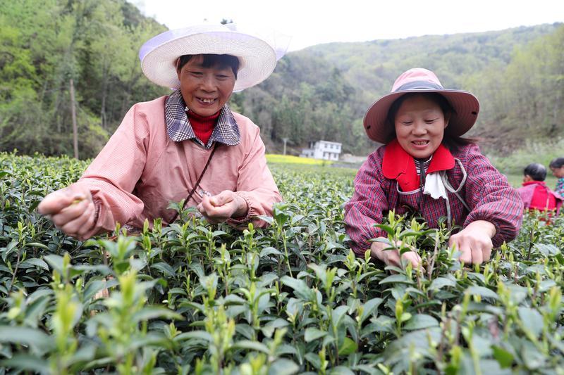 陕西以茶产业链建设为抓手，持续加快推进茶产业高质高效发展(图8)