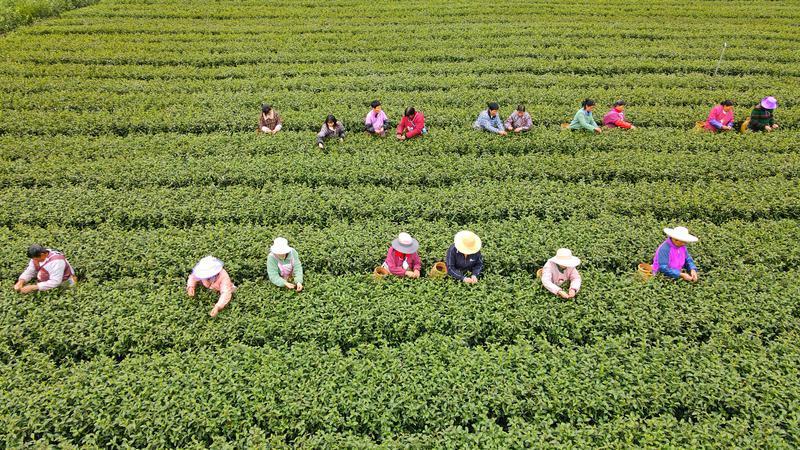 陕西以茶产业链建设为抓手，持续加快推进茶产业高质高效发展(图3)