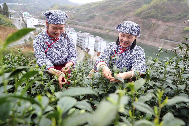 陕西以茶产业链建设为抓手，持续加快推进茶产业高质高效发展(图7)