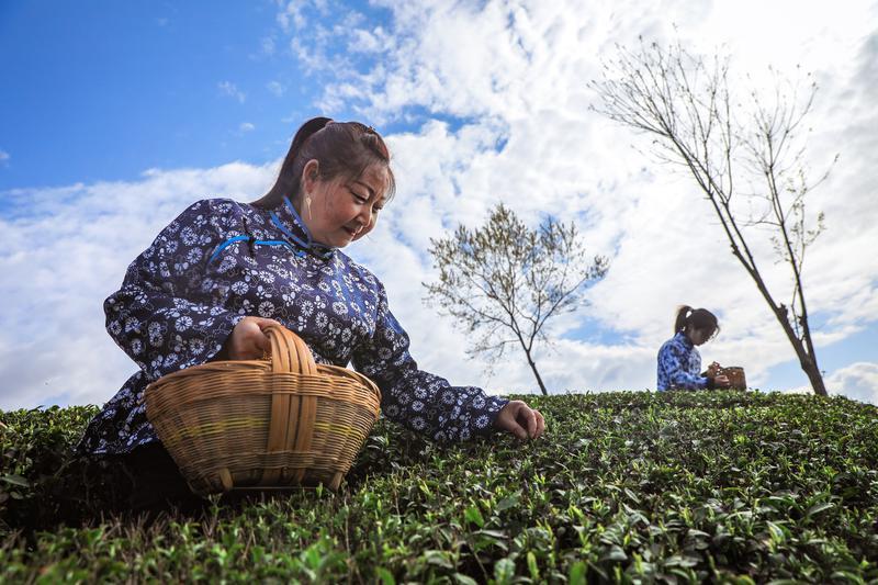 陕西以茶产业链建设为抓手，持续加快推进茶产业高质高效发展(图2)