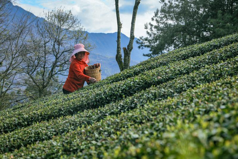 陕西以茶产业链建设为抓手，持续加快推进茶产业高质高效发展(图5)