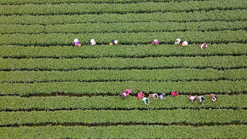 陕西以茶产业链建设为抓手，持续加快推进茶产业高质高效发展(图13)