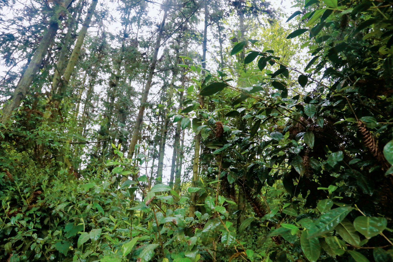 汉中西乡：打造最美茶乡，特色农业引领茶旅融合新篇章(图26)