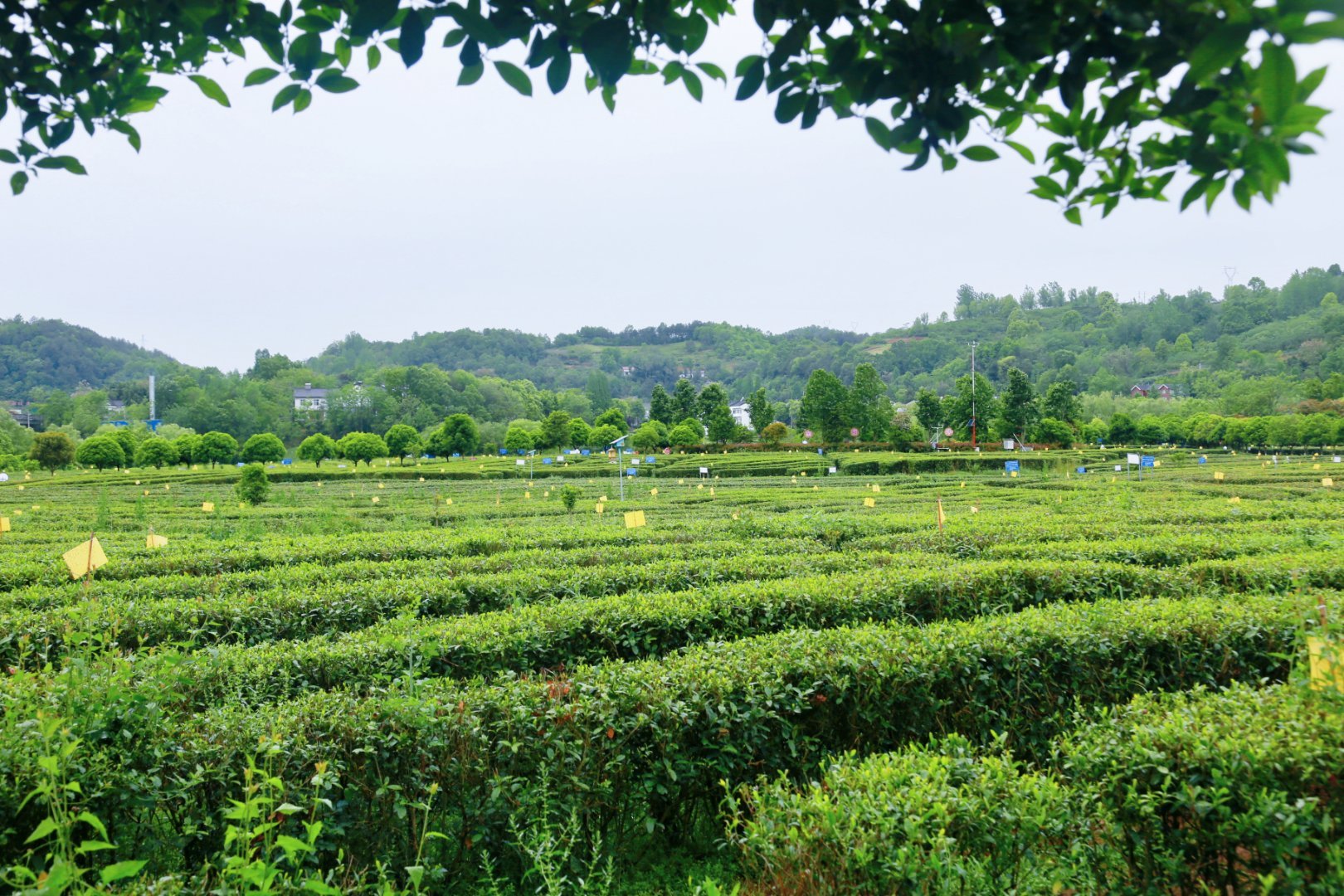 汉中西乡：打造最美茶乡，特色农业引领茶旅融合新篇章(图21)