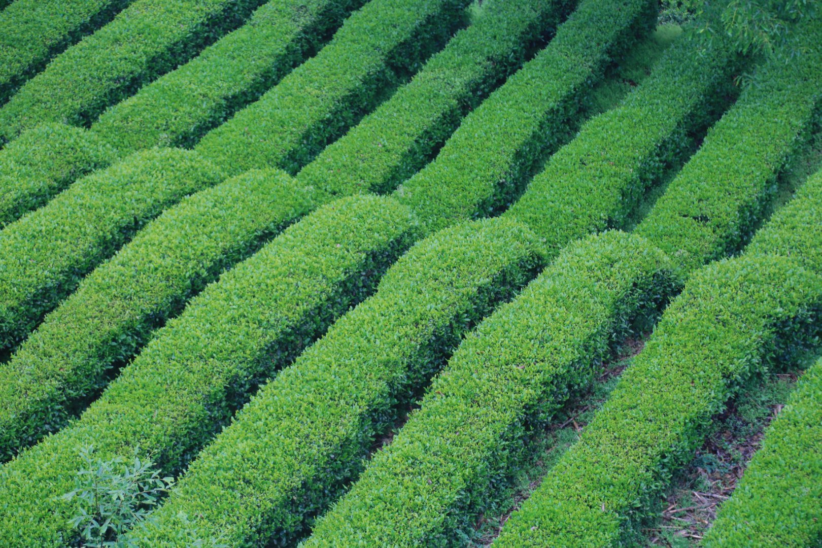 汉中西乡：打造最美茶乡，特色农业引领茶旅融合新篇章(图23)