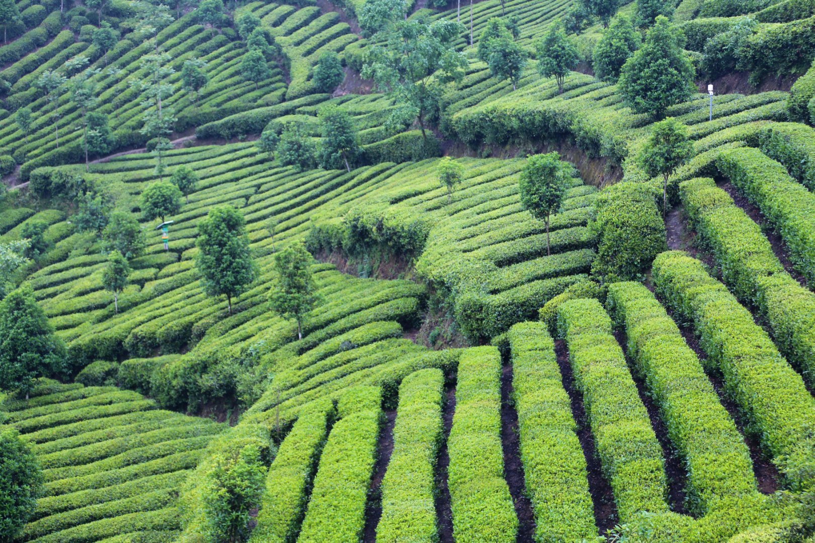 汉中西乡：打造最美茶乡，特色农业引领茶旅融合新篇章(图25)