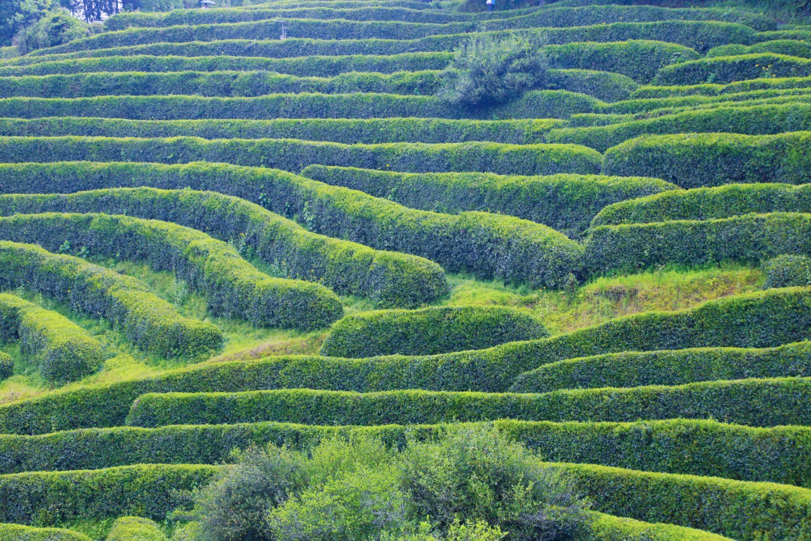 汉中西乡：打造最美茶乡，特色农业引领茶旅融合新篇章(图27)