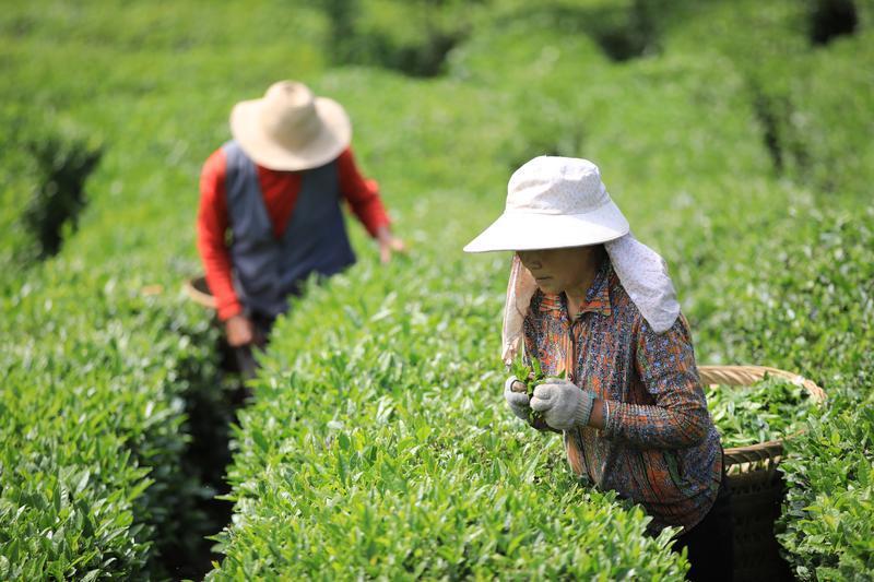 返乡创业女大学生和她的【茶姑娘服务队】宣传茶文化，为乡村振兴贡献茶产业力量(图3)