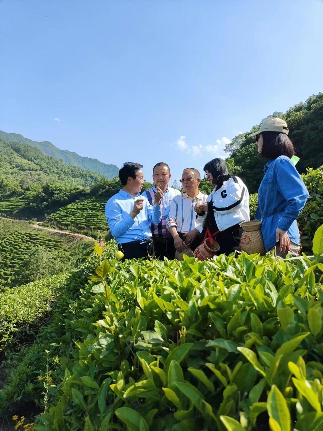 陕西婵茶文化共享茶园孵化基地项目启动(图4)