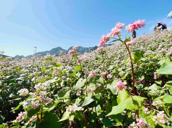 西安市举办【走进和美乡村】系列新闻发布活动|蓝田：一幅和美画卷徐徐展开(图2)