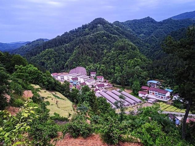 勉县阜川镇骆驼项村：“五星”支部创建引领乡村产业兴旺(图1)