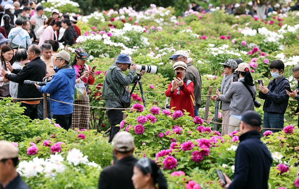 沉香亭畔花倾城 牡丹怒放醉游人(图1)