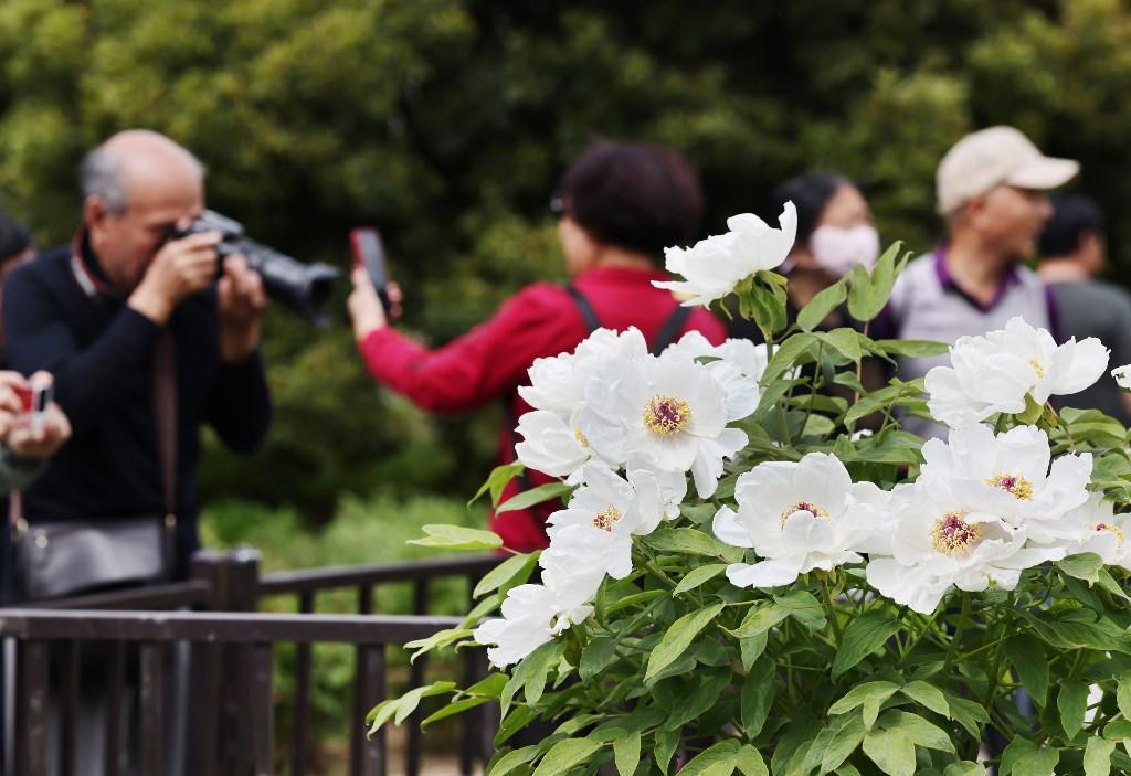 沉香亭畔花倾城 牡丹怒放醉游人(图3)