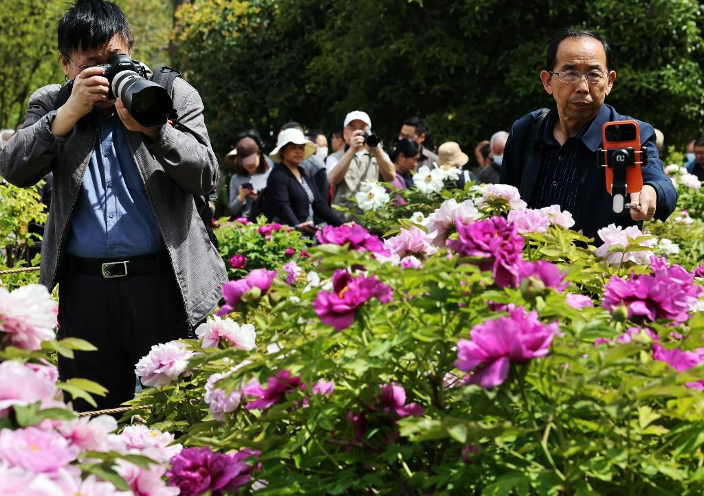 沉香亭畔花倾城 牡丹怒放醉游人(图6)