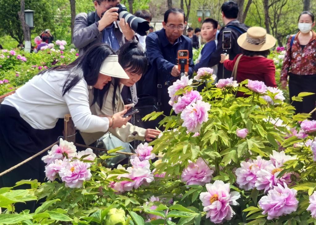沉香亭畔花倾城 牡丹怒放醉游人(图8)