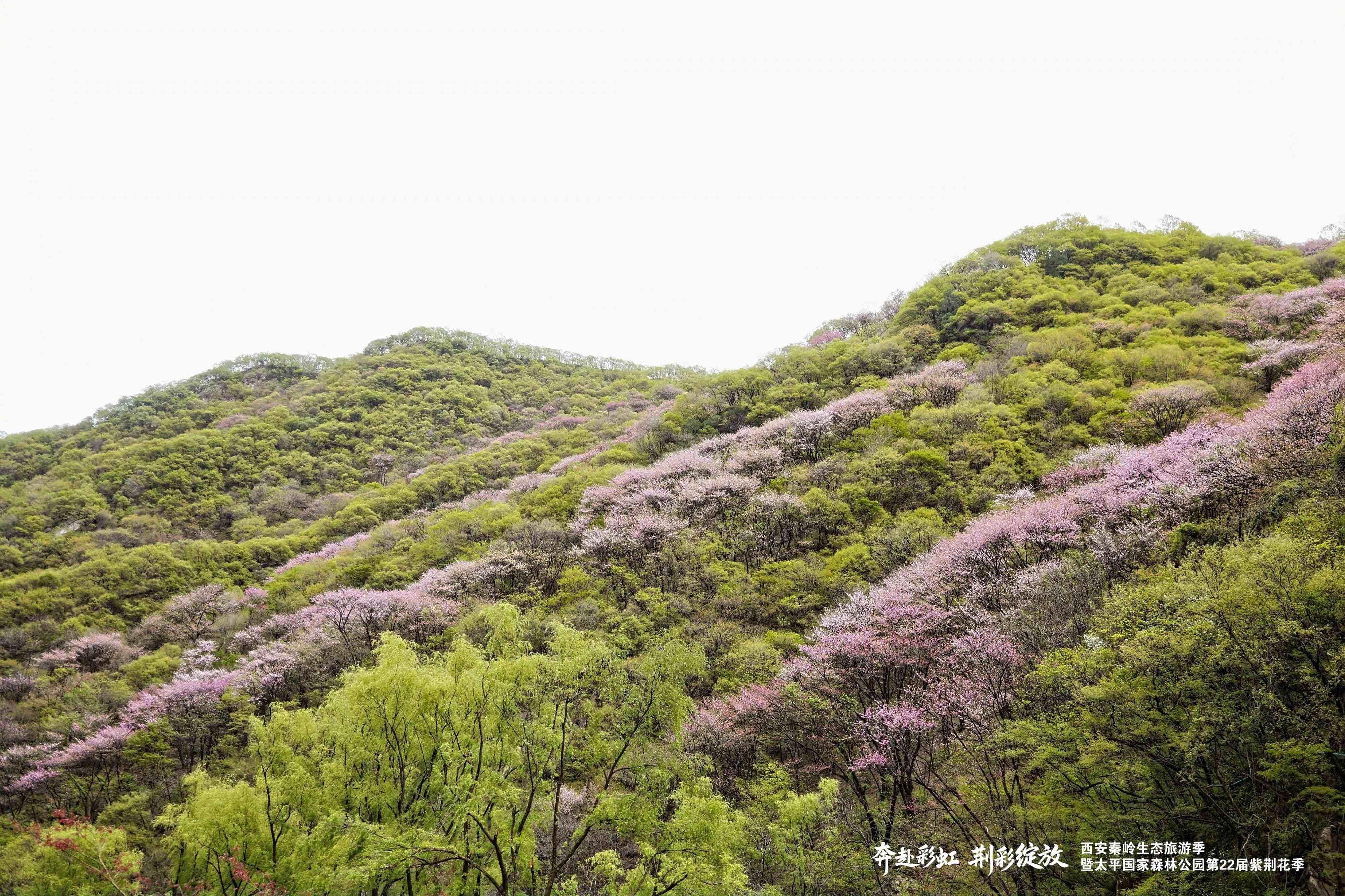 太平第二十二届紫荆花季盛大启幕(图5)